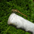 Erschöpfte Libelle ruht sich auf einem Lenker aus