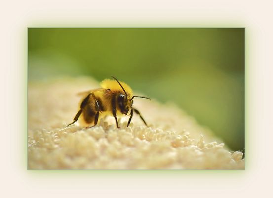 erschöpfte Wollbiene