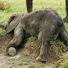 Erschöpfter Elefant