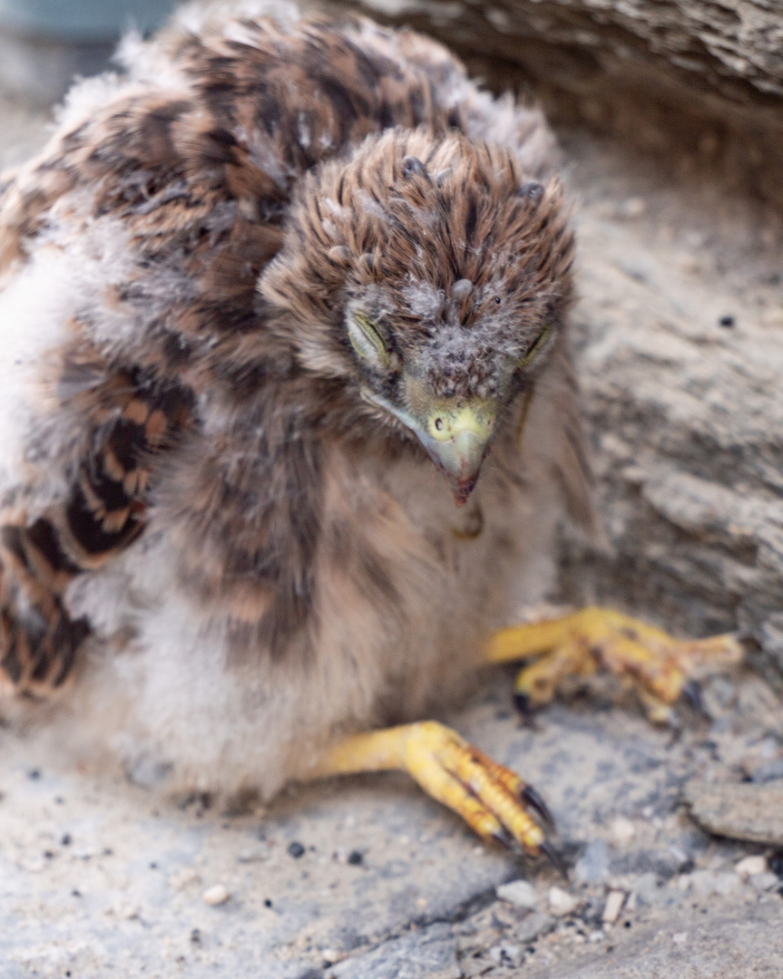 erschöpfter junger Turmfalke