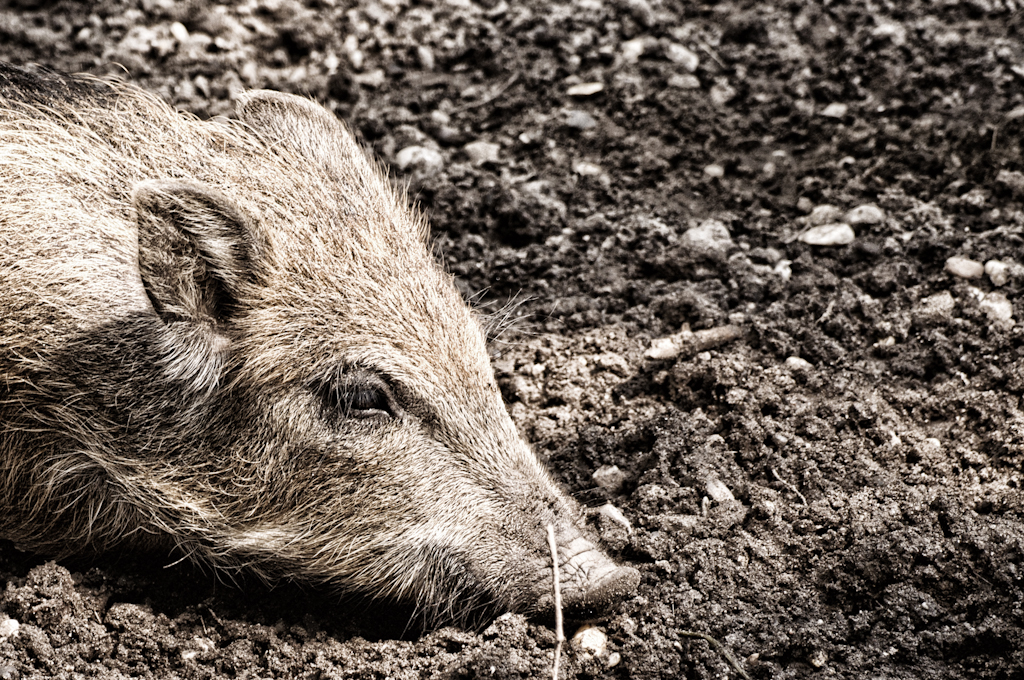 erschöpftes Wildschwein