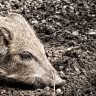 erschöpftes Wildschwein