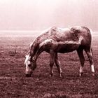 Erschreckend - Schwermütiges Punkpferd: Auswirkung lebenslangen Grasgenusses