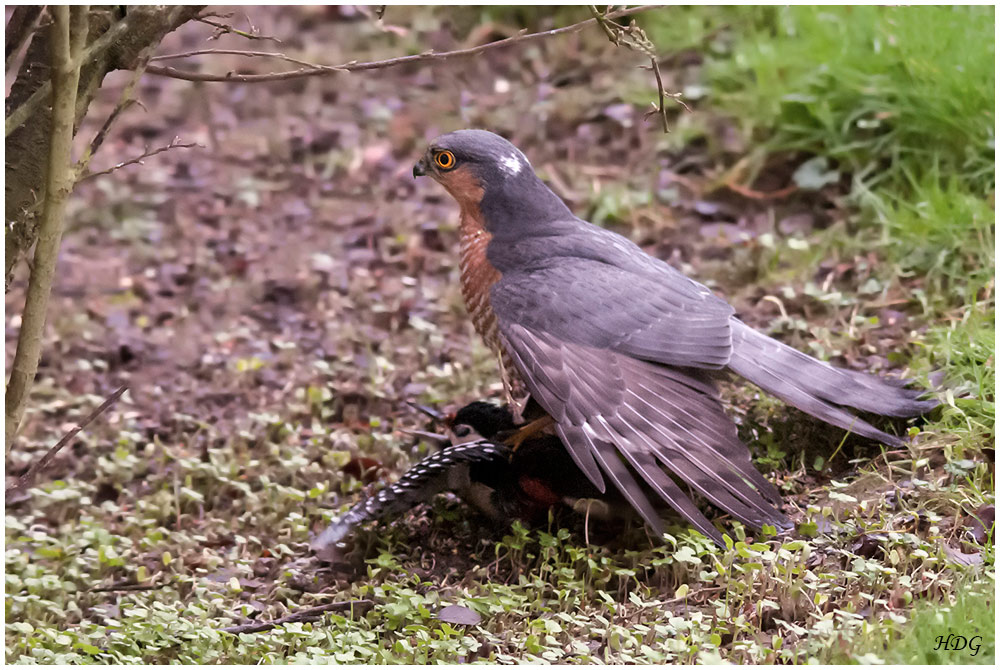 Erschrocken habe ich (1) ...