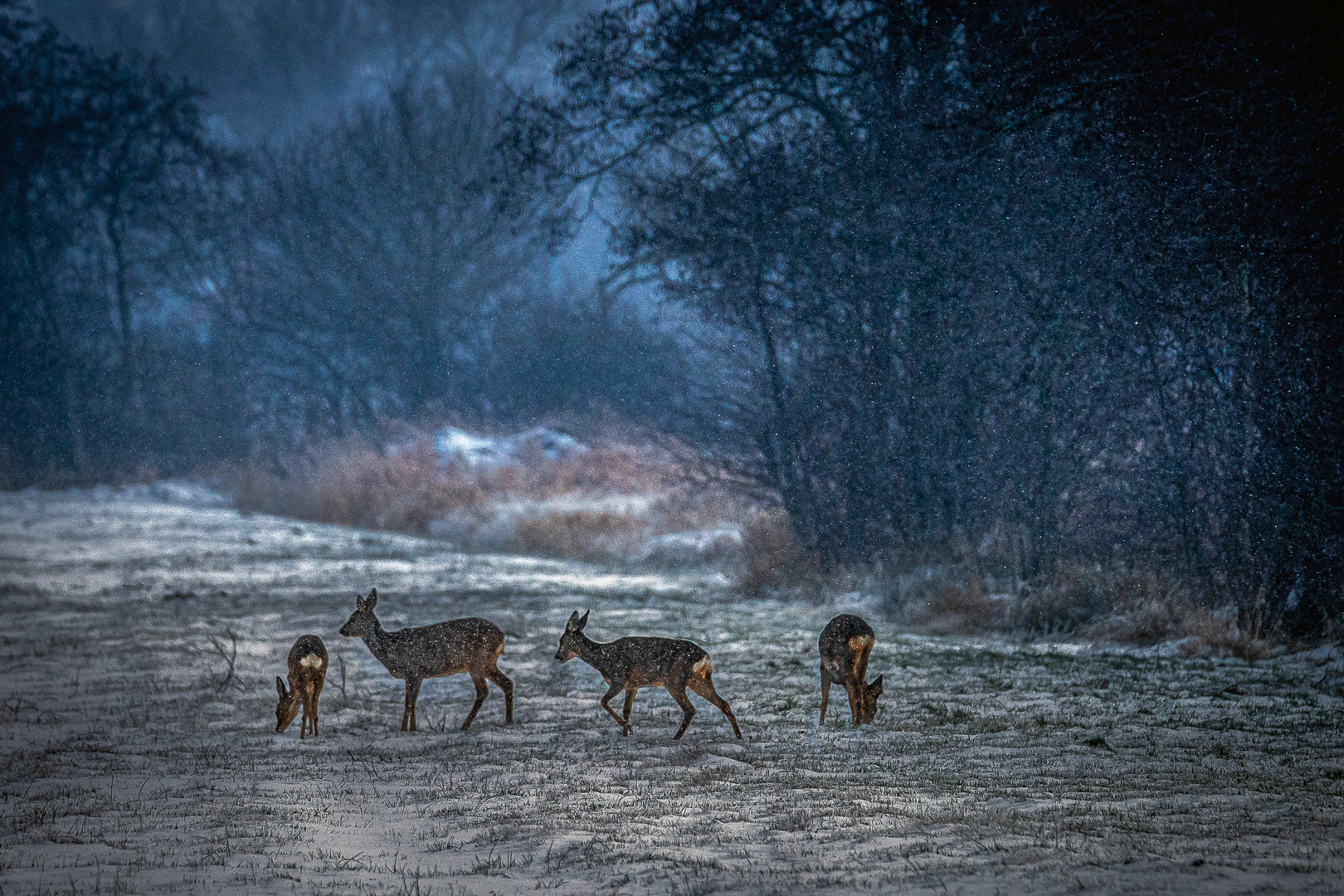 erschwerte Nahrungssuche - foraging in the snow