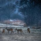 erschwerte Nahrungssuche - foraging in the snow