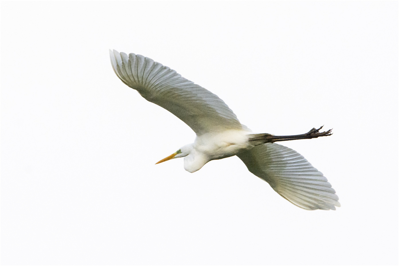 Erst als der Silberreiher (Ardea alba) . . .