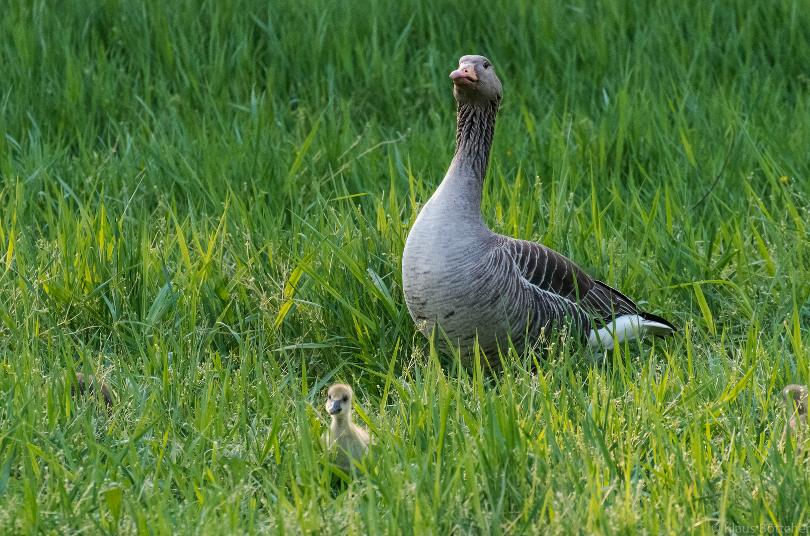 Erst auf den zweiten Blick...