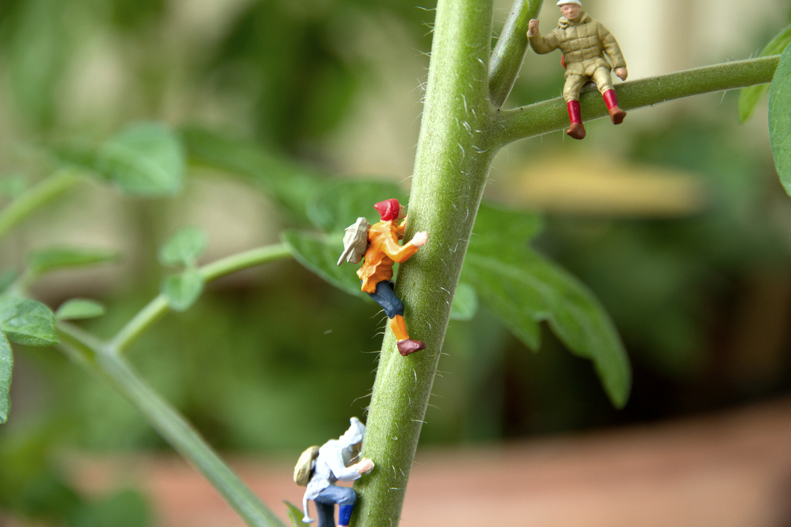 Erst Besteigung einer Tomatenpflanze