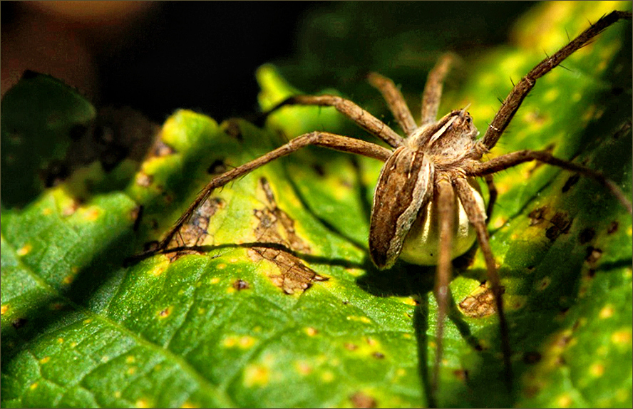 ... erst dachte ich , ich spinne ...