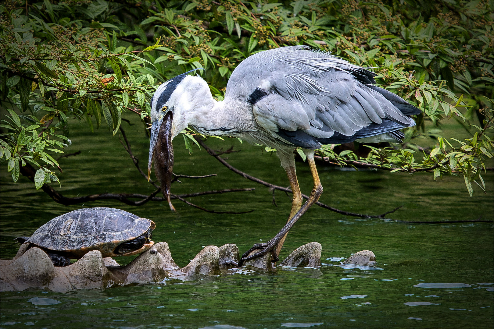 Erst den Fisch...