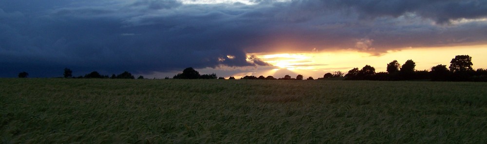 .....erst die Sonnenstrahlen...und dann der Regen......bald wird geerntet....