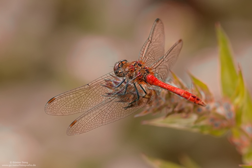 Erst eine rote Libelle..... 