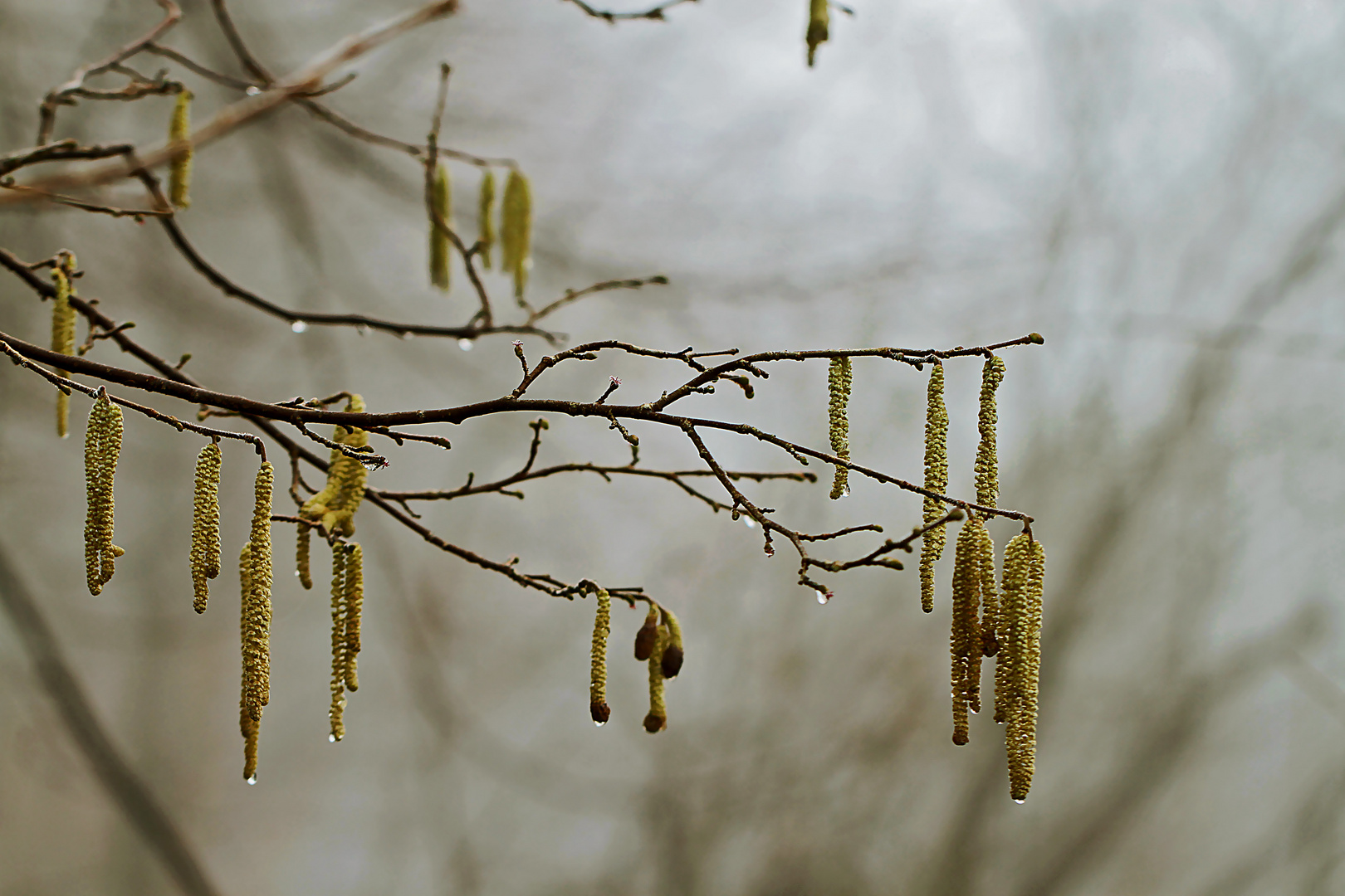 Erst Frost dann Tautropfen