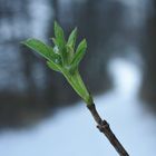 Erst Frühling, dann doch Winter