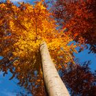 erst herbstet sehr