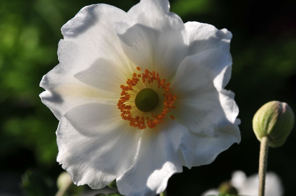 Erst jetzt den Garten blühend verlassen