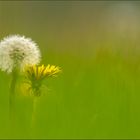 erst löwenzahn dann pusteblume...