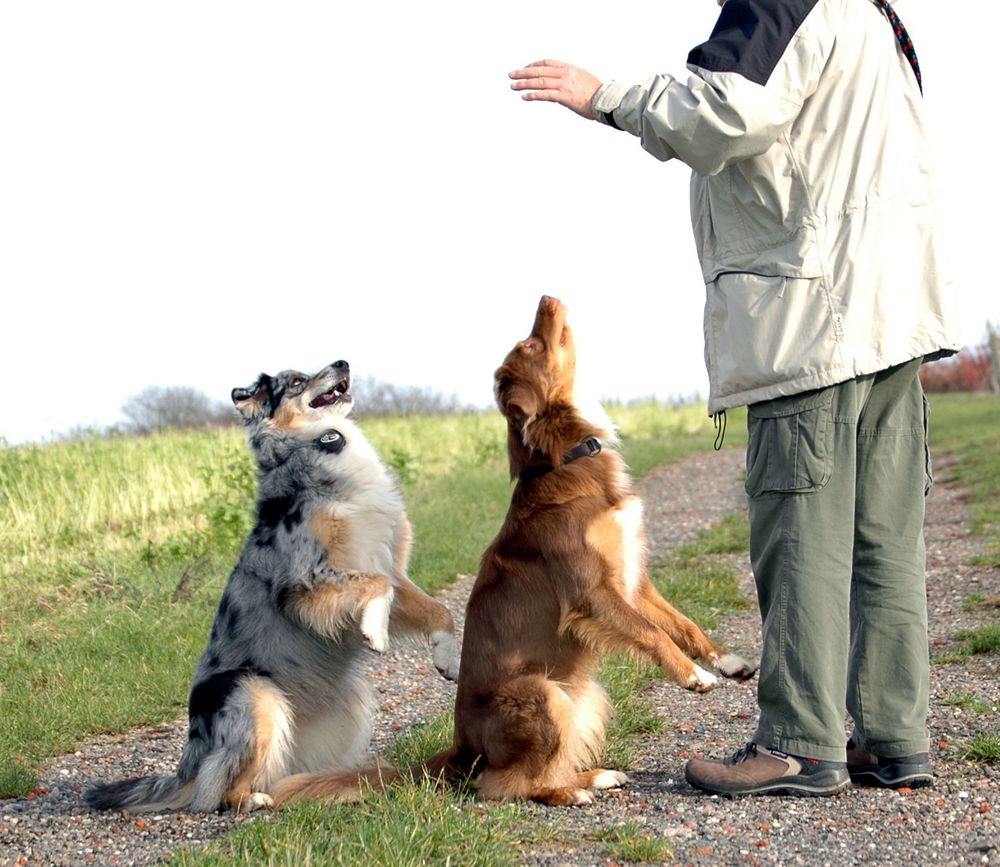 erst Männchen und dann Leckerlie