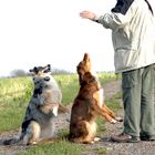 erst Männchen und dann Leckerlie