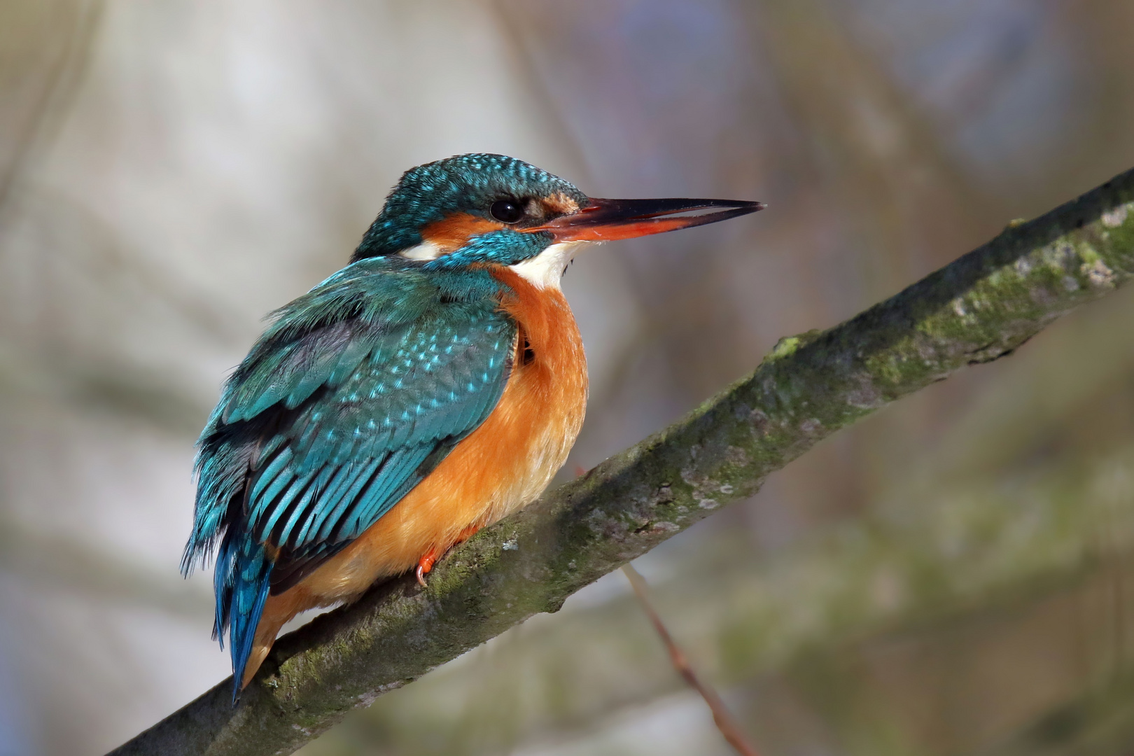 Erst mal aufwärmen... Eisvogelweibchen - alcedo atthis - 