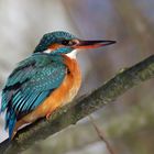 Erst mal aufwärmen... Eisvogelweibchen - alcedo atthis - 