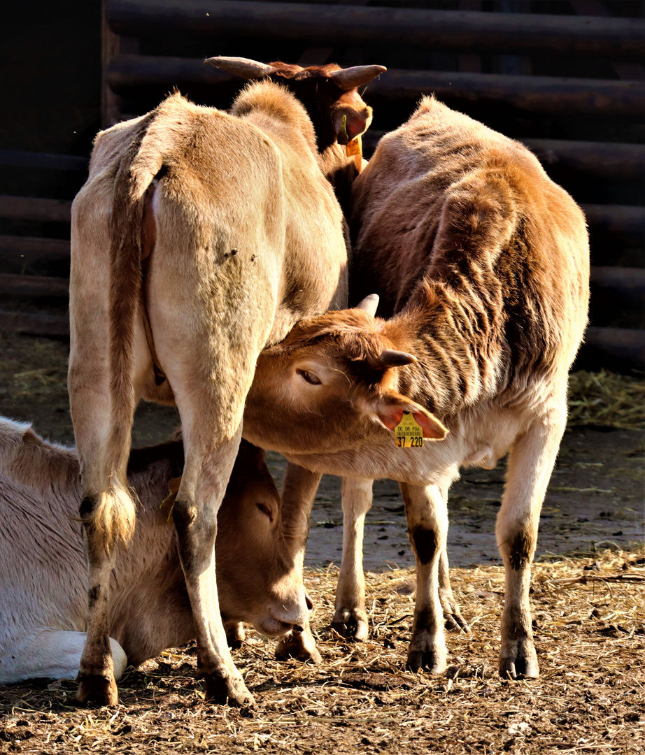 erst mal einen kräftigen Schluck....nehmen