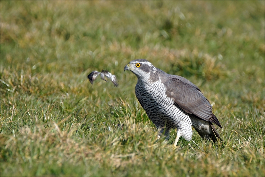 Erst mal Federn lassen... Habicht mit Beute - Accipiter gentilis -