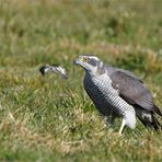 Erst mal Federn lassen... Habicht mit Beute - Accipiter gentilis -