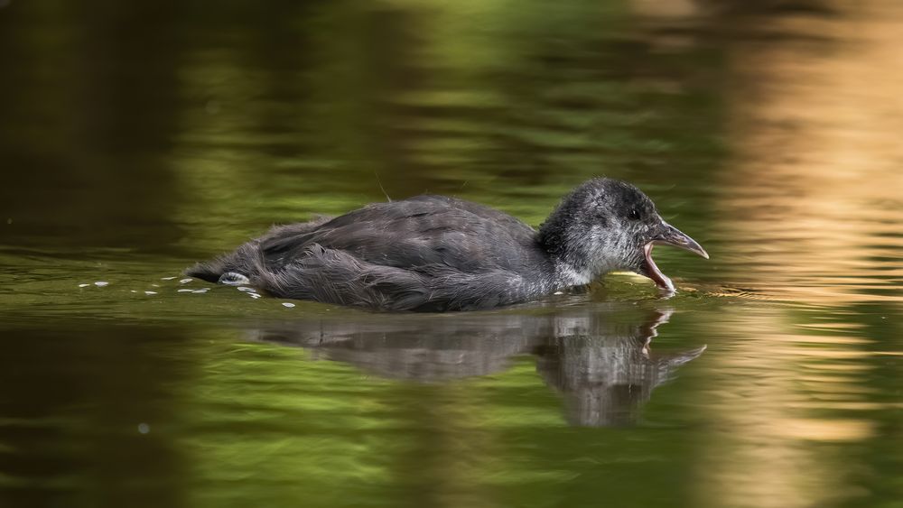 Erst mal ne Schippe Wasser aufnehmen