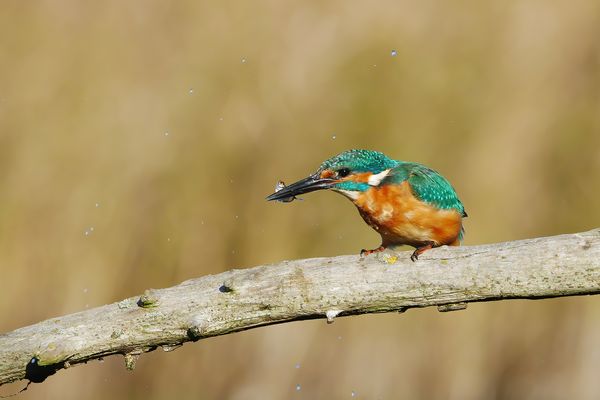 erst mal schütteln ...