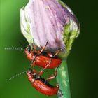 Erst naschten sie zusammen von der Blüte des Schnittlauchs...dann ließen sie sich es gutgehn... ;-)