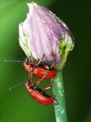 Erst naschten sie zusammen von der Blüte des Schnittlauchs...dann ließen sie sich es gutgehn... ;-)