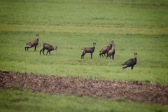 erst Pinkeln und dann fliehen