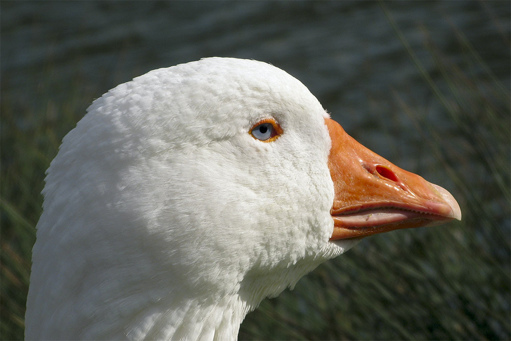 Erst Schwan jetzt Gans