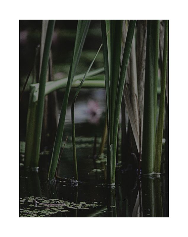 Erst spielten sie am Teich ein Weilchen ...