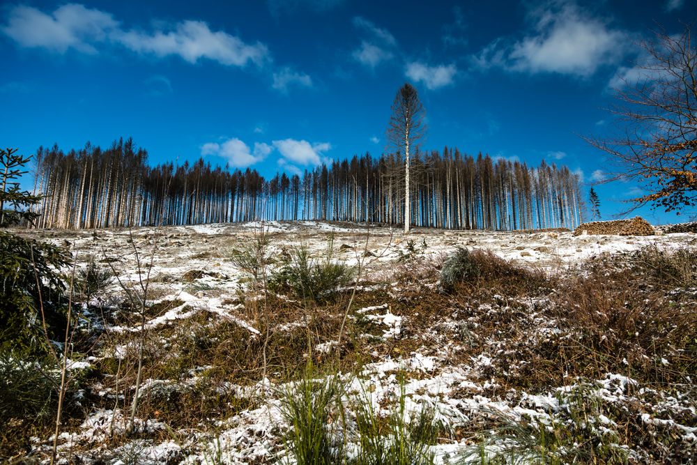 Erst stirbt der Wald, danach der Globus