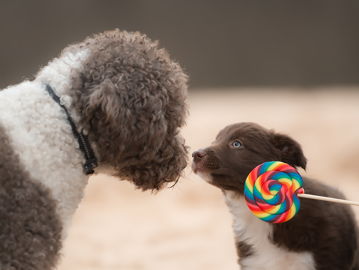 Erst vernasch ich den Lolli und dann Dich!