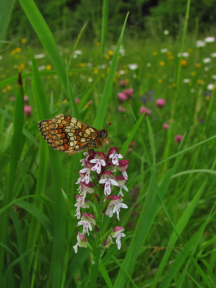 Erst war nur ein Schmetterling da