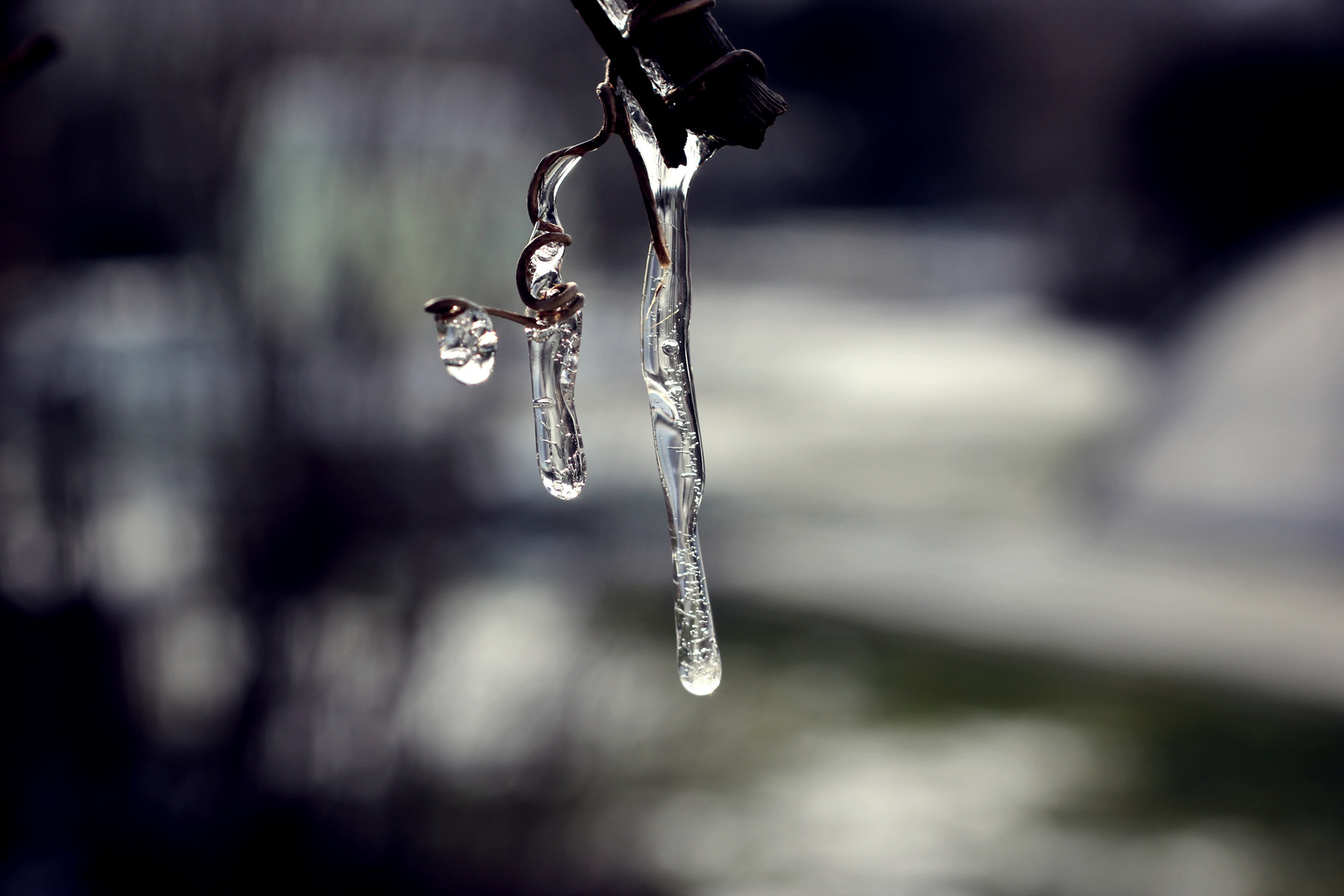 Erst wenn der Winter kalt ist, wird man gewahr, dass es immergrüne Bäume gibt.