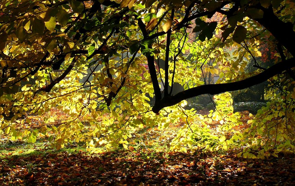 Erst wenn die Sonne scheint, zeigt sich die wahre Schönheit des Herbstes