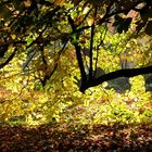 Erst wenn die Sonne scheint, zeigt sich die wahre Schönheit des Herbstes