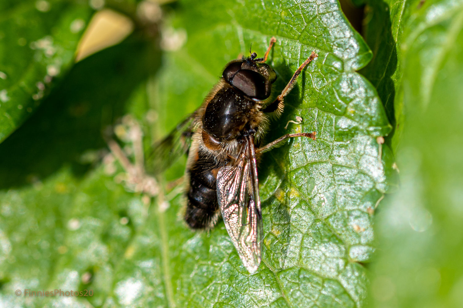 Erstalis pertinax wieder