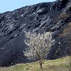 Erstarrte Schlacke und blühende Bäume