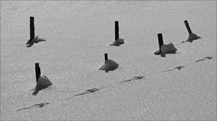 Erstarrte Winterwelt