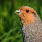 "ERSTAUNEN IN DEN SCHNABEL GESCHRIEBEN"