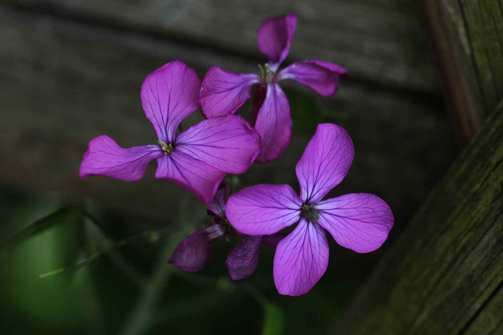 Erstaunlich, daß die Blüten