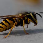 erstaunlich große Wespe - fanden einige Betrachter