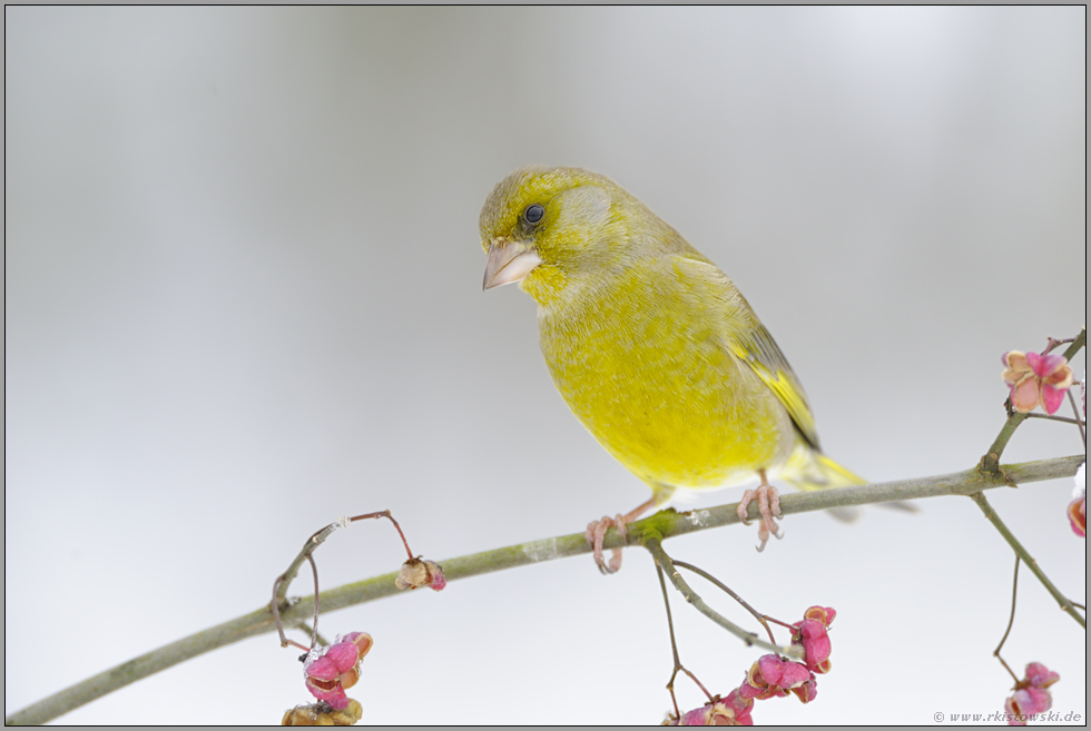 erstaunlich... Grünfink *Carduelis chloris*