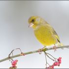 erstaunlich... Grünfink *Carduelis chloris*